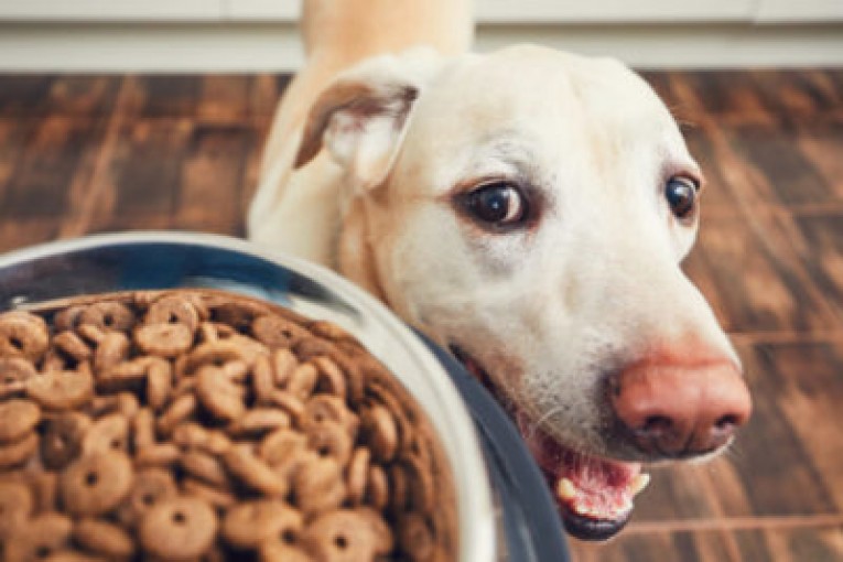 Сухий корм для собак: все, що вам потрібно знати про цей тип годування