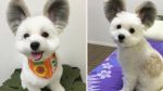 This Puppy Has Real-Life Mickey Mouse Ears And Her Photos Are The Cutest Thing You’ll See Today