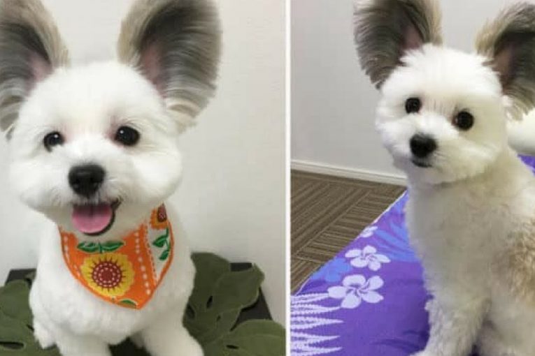 This Puppy Has Real-Life Mickey Mouse Ears And Her Photos Are The Cutest Thing You’ll See Today