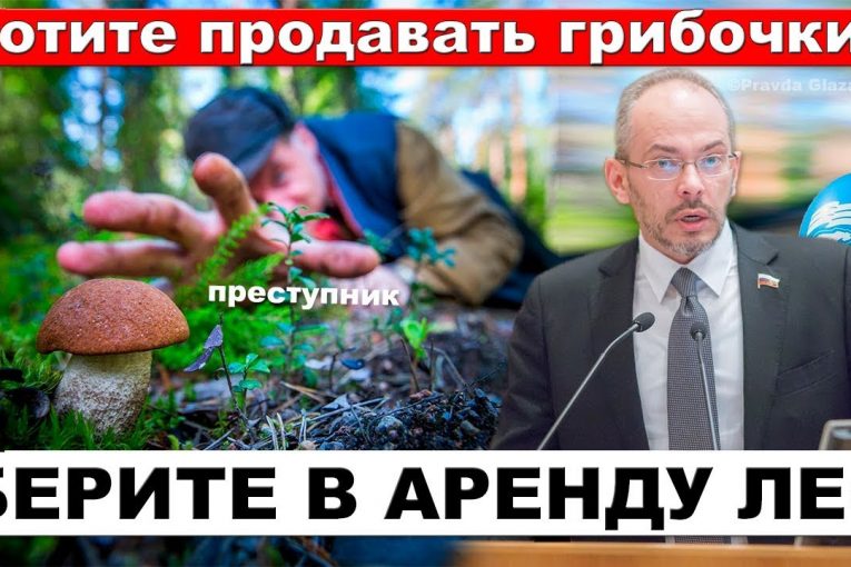 Единая Россия разрешит бесплатно продавать грибы, ягоды и мох собранные в лесу | Pravda GlazaRezhet