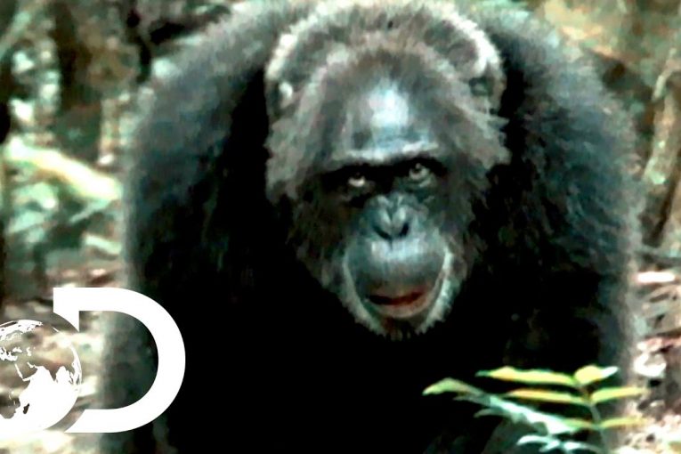 Most Brutal Chimpanzee Society Ever Discovered | Rise of the Warrior Apes