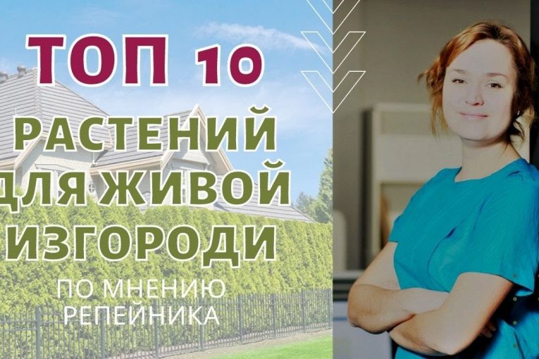 Топ 10 растений для живой изгороди. По мнению РЕПЕЙНИКА