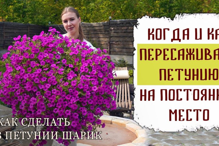 Когда и как пересаживать петунию на постоянное место | Как сделать из петунии шарик