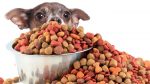 Как выбрать хороший сухой корм для собак?