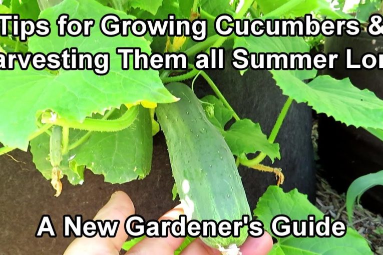 An Overview On Growing Cucumbers for New Gardeners: Feeding & Watering Frequency, Containers & More!