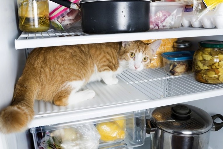 Чем помыть холодильник?