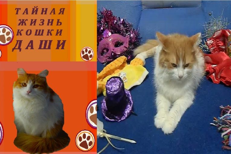 ОДЕЖДА ДЛЯ КОШЕК. МОДА ЗИМА 2016-2017 г. ОТ КОШКИ ДАШИ