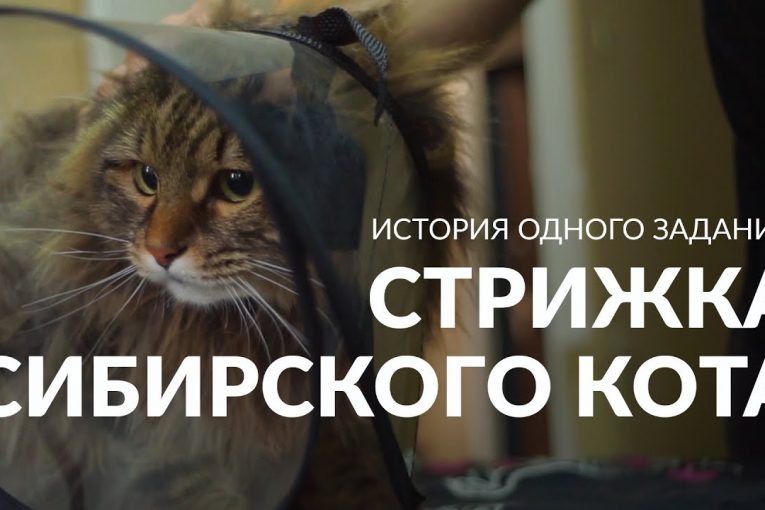 История одного задания: как стригли пушистого кота