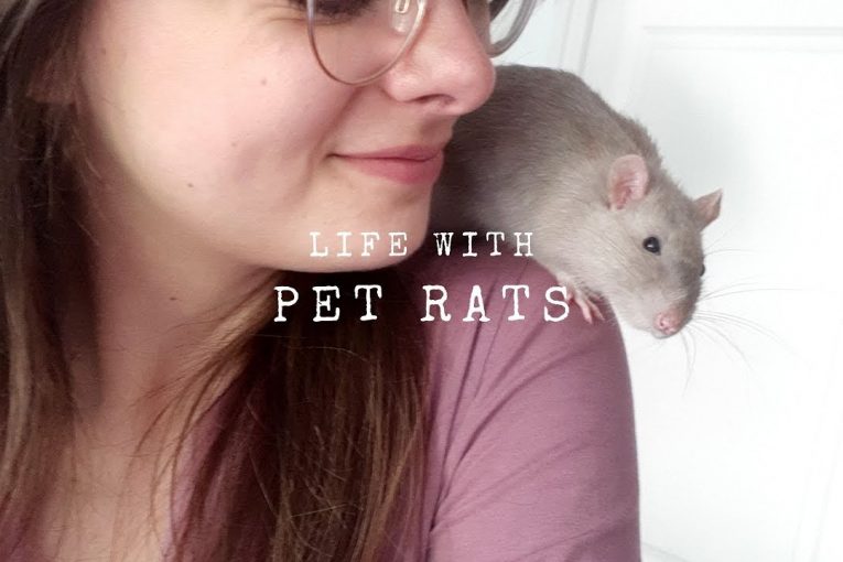 Life With Pet Rats | Daily Routine & Q&A