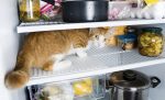 Чем помыть холодильник?